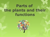 plant parts and their functions - Class 3 - Quizizz