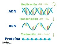 síntesis de arn y proteínas - Grado 10 - Quizizz