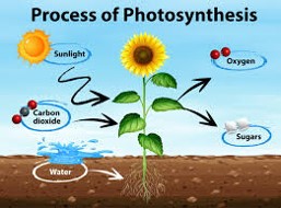 photosynthesis - Year 4 - Quizizz