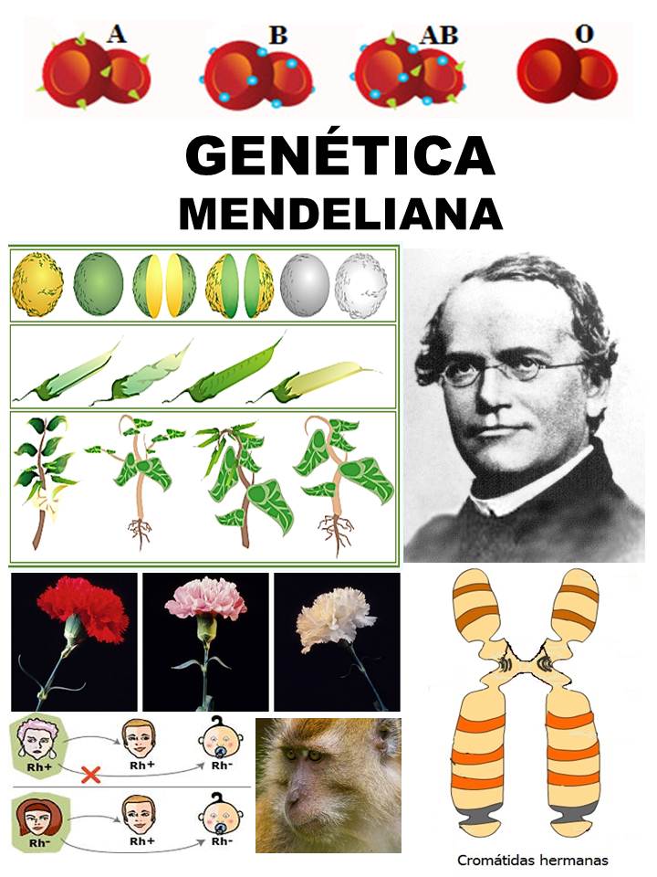 Genética Mendeliana | 115 Jugadas | Quizizz