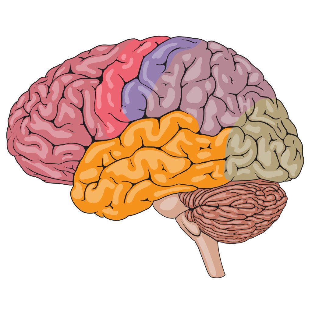 TEMA 2. BASES BIOLÓGICAS DE LA CONDUCTA | Quizizz