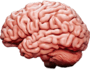 Brain Structures Quiz