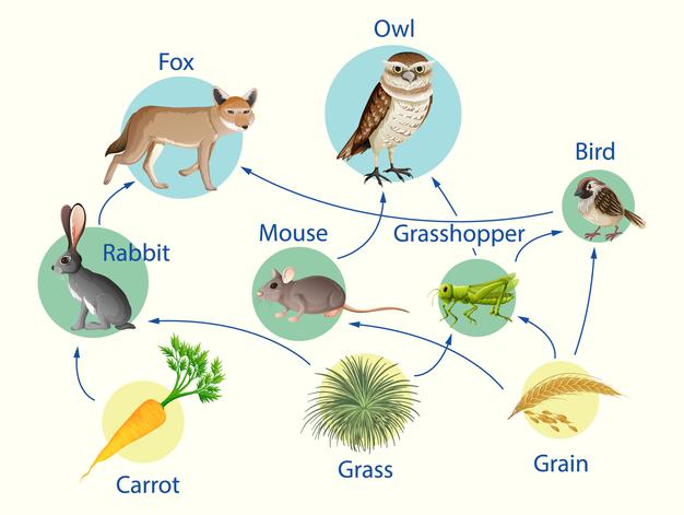 ACCESS Ecosystem: food chains and food webs. - Quizizz