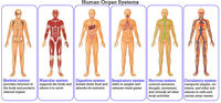 7th Grade Body Systems