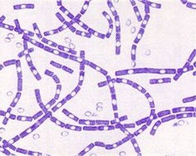 bacterias y arqueas - Grado 1 - Quizizz