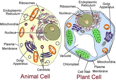 Cell Structures