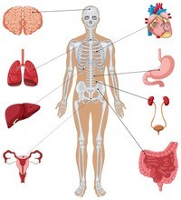 Biología humana - Grado 3 - Quizizz