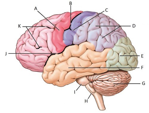 nervous-system-test-review-biology-quizizz