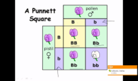 genetics - Class 6 - Quizizz