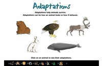 adaptaciones animales - Grado 8 - Quizizz