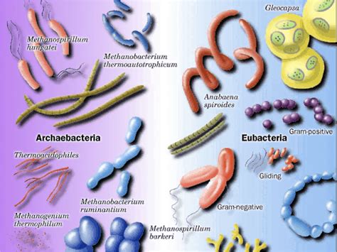 Kingdom Archaebacteria and Eubacteria | 165 plays | Quizizz