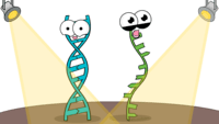 Struktura i replikacja DNA - Klasa 11 - Quiz