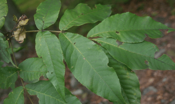 Forestry: Identifying Leaves And Trees Quiz - Quizizz