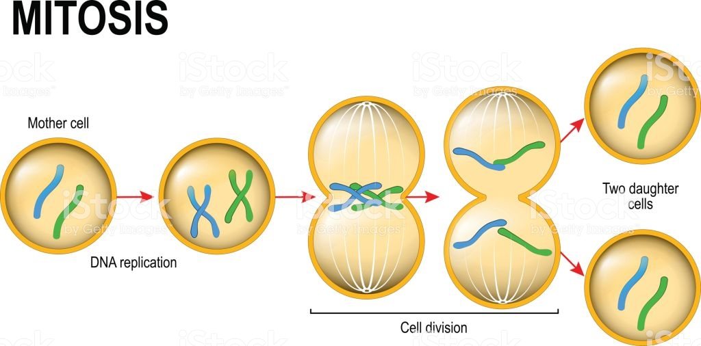 CICLO CELULAR - MITOSIS | Cell Structure Quiz - Quizizz