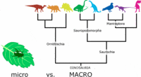 Biological Evolution Quiz 3 Review Questions