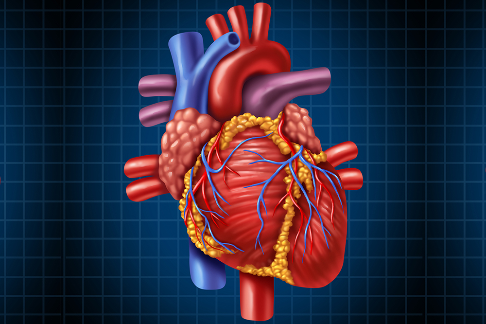 los sistemas circulatorio y respiratorio - Grado 11 - Quizizz