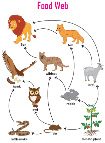 Food Chain vs Food Web | Science - Quizizz