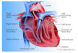 The Heart and Functions | 1.5K plays | Quizizz