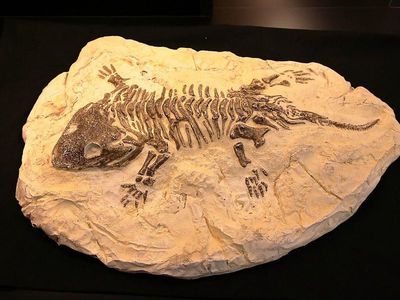 Fossil Evidence For Evolution Science Quiz Quizizz