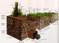 evolusi dan pohon kehidupan - Kelas 12 - Kuis