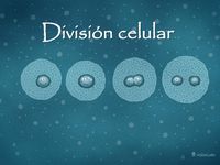 El ciclo celular y la mitosis. - Grado 9 - Quizizz