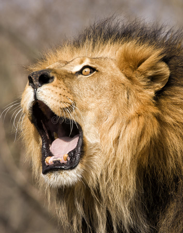 Gevaarlijke dieren - Katachtigen | Zoology Quiz - Quizizz