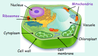 plant cell diagram - Class 1 - Quizizz