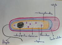 procariontes e eucariontes Flashcards - Questionário