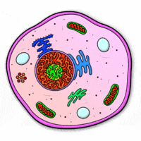 plant biology - Grade 11 - Quizizz