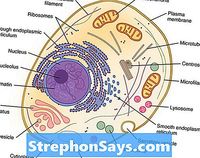 diagram sel tumbuhan - Kelas 7 - Kuis