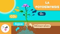 fotosíntesis Tarjetas didácticas - Quizizz