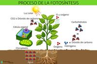 fotosintesis - Kelas 6 - Kuis