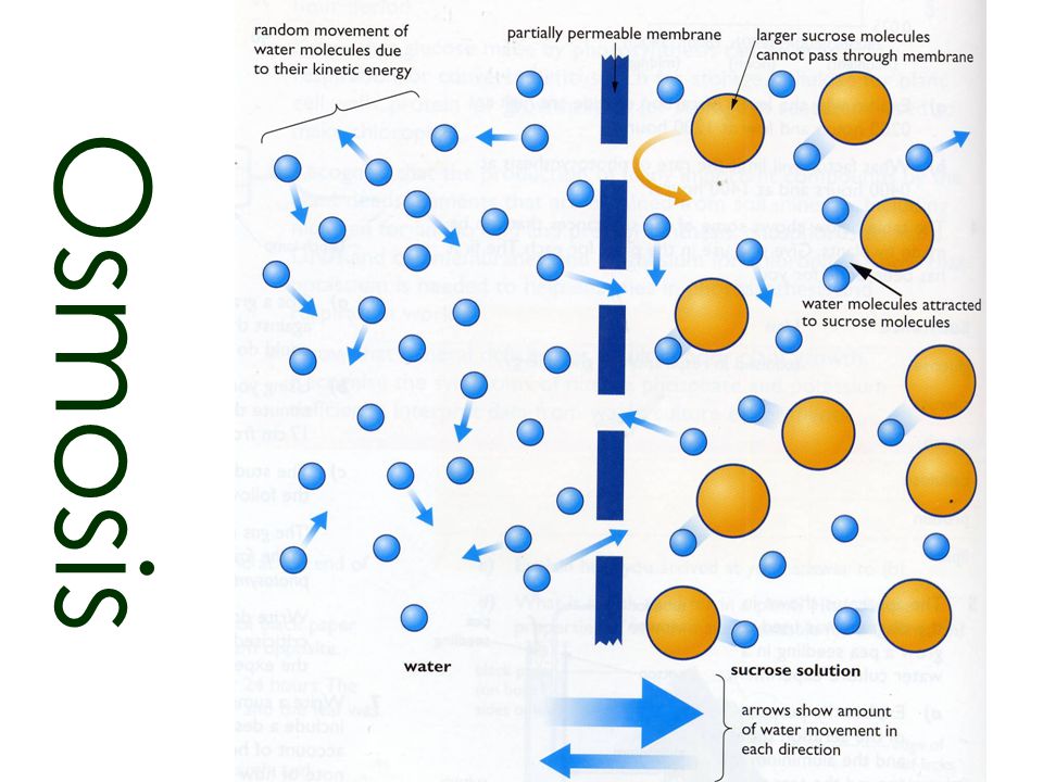 Diffusion & Osmosis Other Quiz Quizizz