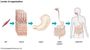 Biological Levels