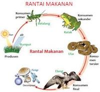 Soal Rantai Makanan Kelas 7 Science Quiz Quizizz