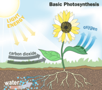 photosynthesis - Year 8 - Quizizz