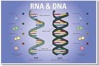 chromosome structure and numbers - Grade 9 - Quizizz