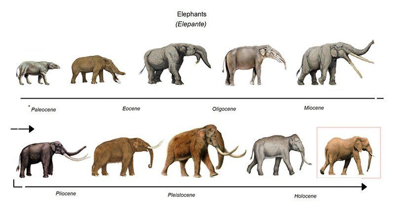 EVOLUCIÓN | Quizizz