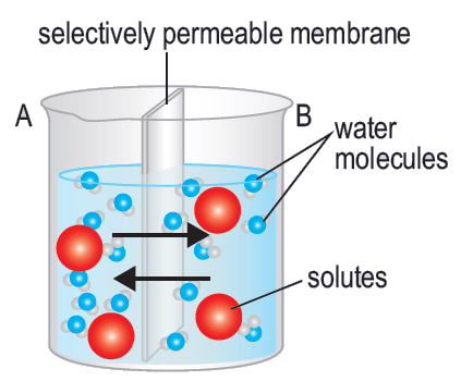 Passive & Active Transport | Quizizz