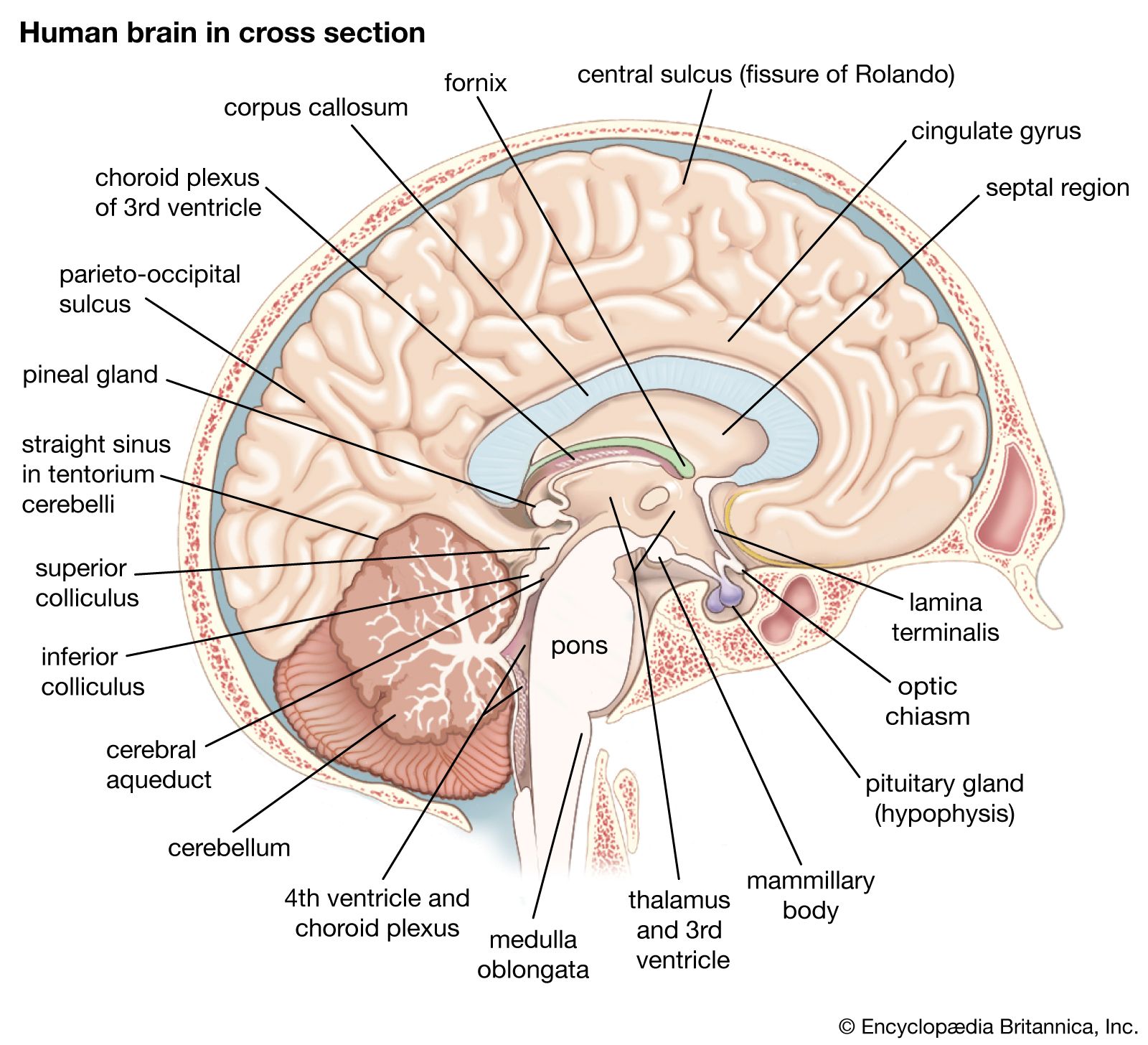 Anatomy Cards - Grade 9 - Quizizz