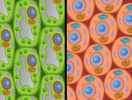 Cell Organelle Functions | 7.7K Plays | Quizizz