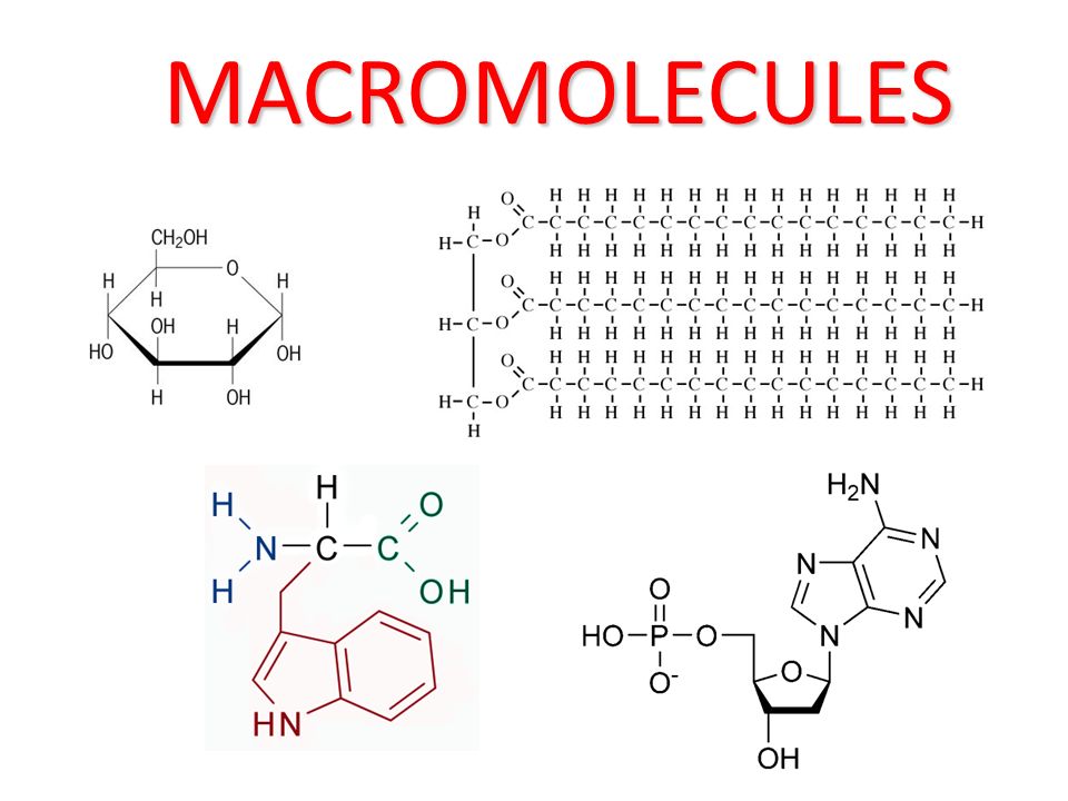 macromolecules - Grade 9 - Quizizz