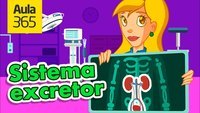 os sistemas digestivo e excretor - Série 4 - Questionário