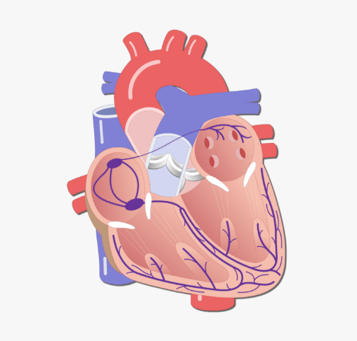 Level 3 BTEC Sport - Cardiovascular (Conduction System) | 307 plays ...