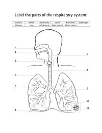 Human respiratory system | Science - Quizizz