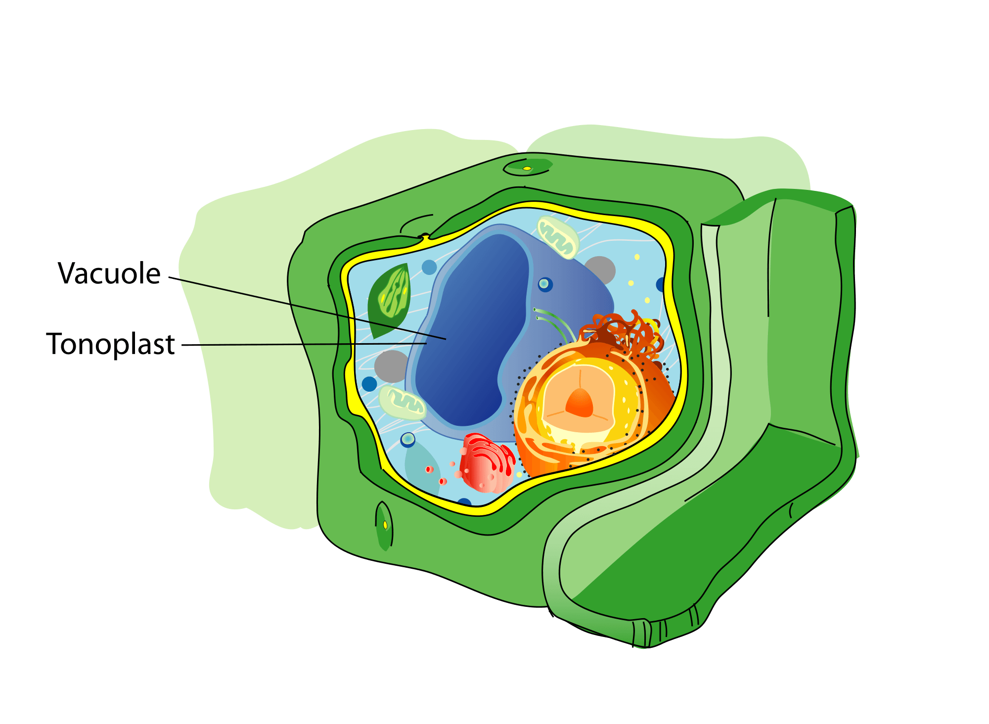 levels-of-organization-biology-quiz-quizizz