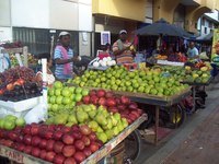 diagrama de células vegetales Tarjetas didácticas - Quizizz