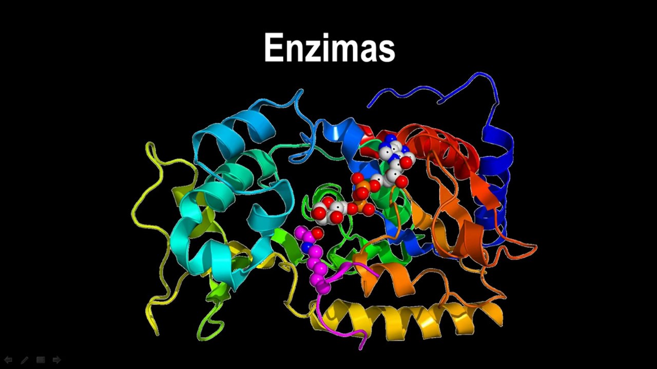 Bb2 Pl6 Actividad Enzimática Biology Quizizz