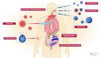 metabolismo - Grado 6 - Quizizz