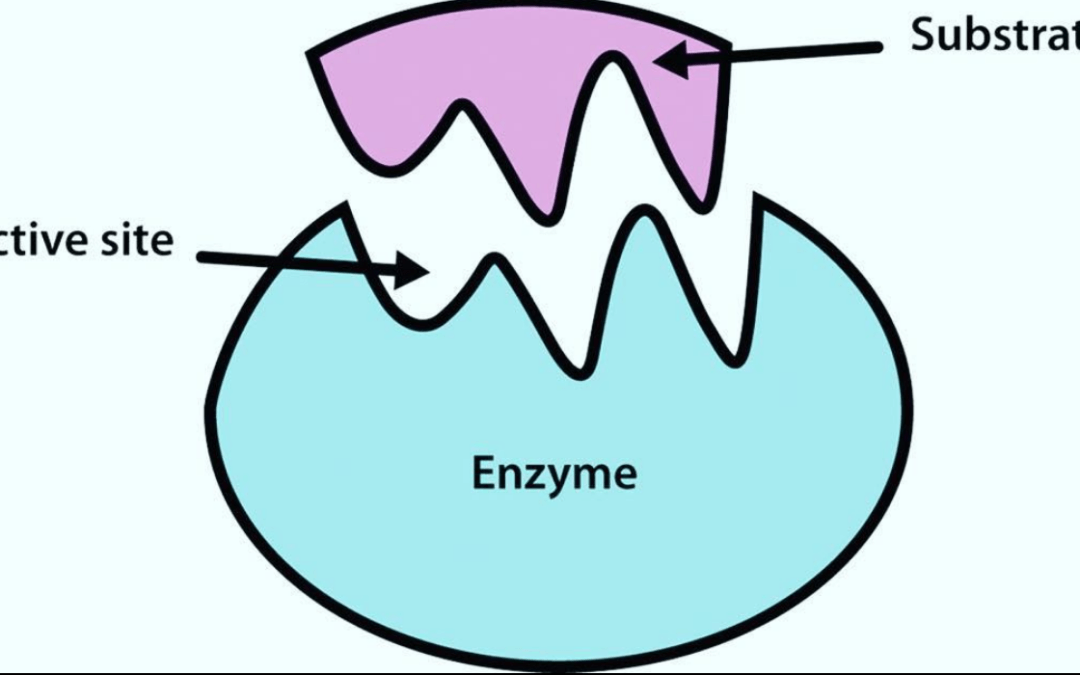 CIE IGCSE Enzymes | 212 plays | Quizizz